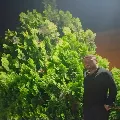 Reis gönder